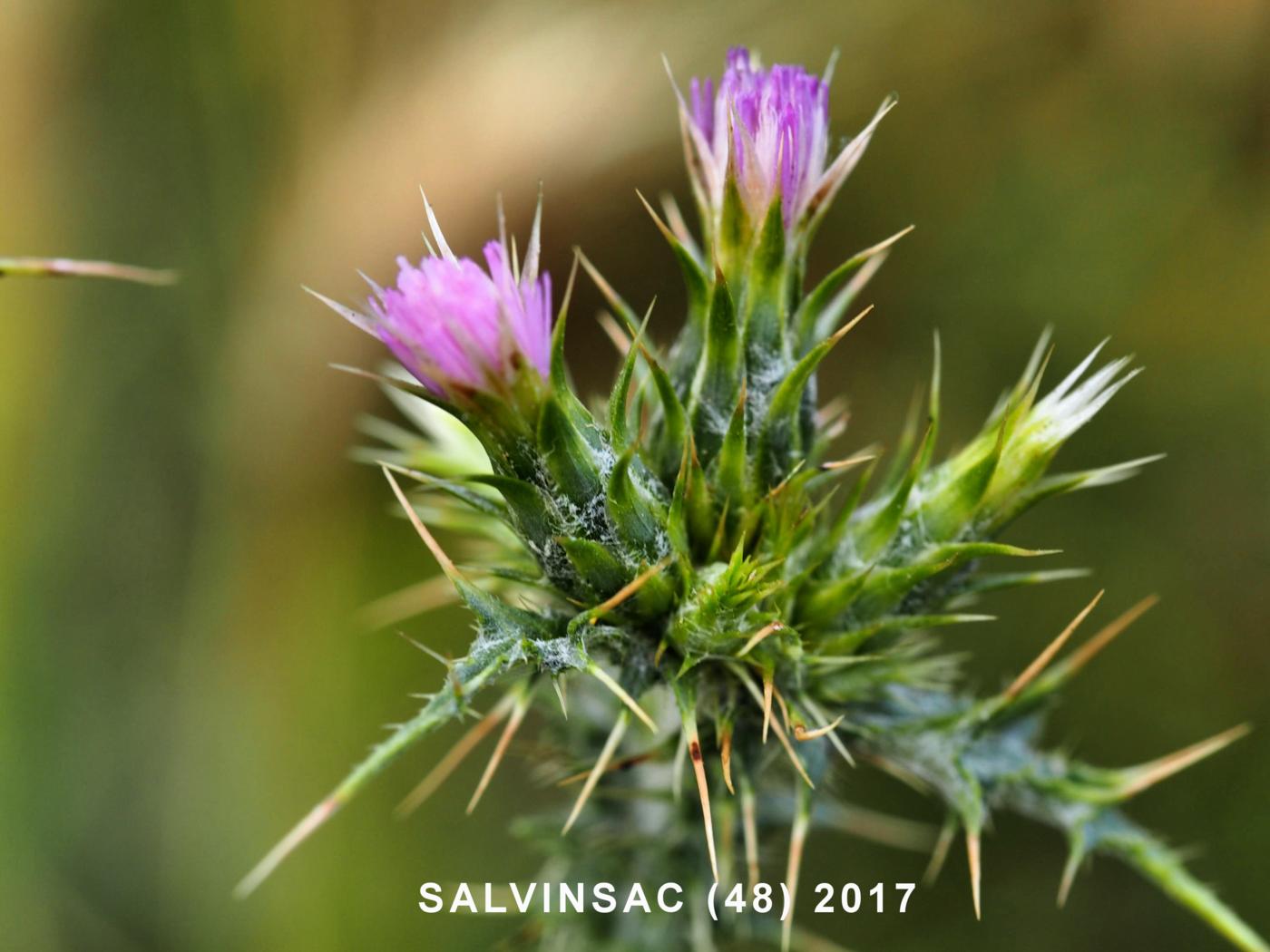 Thistle, Slender flower